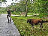 SEYCHELLES - 528 - La Digue, passeggiando in bicicletta